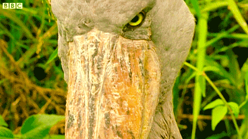 Shoebill 2